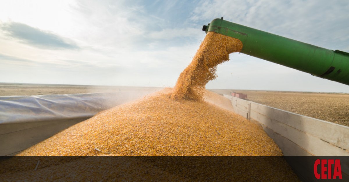 Държавата няма да изкупи 1.1 млн. тона зърно, каквито бяха