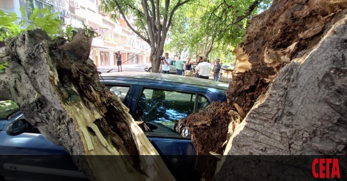 Ураганен вятър с дъжд събори дървета в курорта Пампорово и