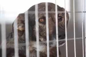 Зоополицията работи трудно, призна МВР шефът