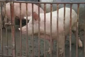 Русе обяви бедствено положение заради чумата по свинете