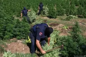 Албания обяви война на наркобароните