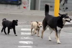 Бездомни и агресивни кучета се появиха в центъра на Благоевград