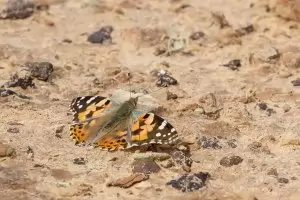 Пеперуди затъмняват слънцето по средиземноморското крайбрежие на Израел