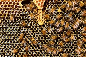Агенцията по храните не вижда масов мор на пчели