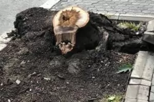 Камион събори 8-метрово дърво на булевард "Дондуков" в София