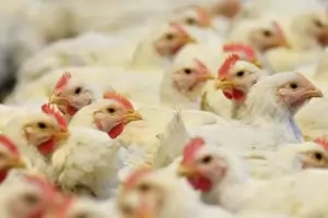 Германски съд: Масовото умъртвяване на мъжки пилета може да продължи