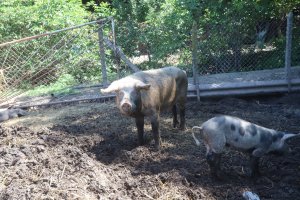 Българските власти са на път да заличат свиневъдството като се