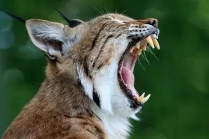 Интервю на голо