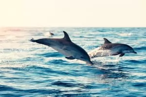 Делфините в Ламанша са отровени