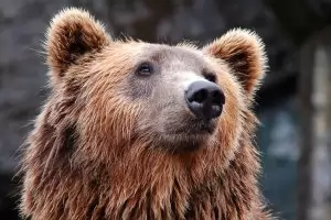 Горски дежурят в гимназия в Габрово заради сигнал за мечка