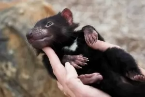 Зоонезависимост