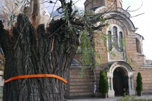 Двете емблематични върби пред църквата Св Седмочисленици в София ще