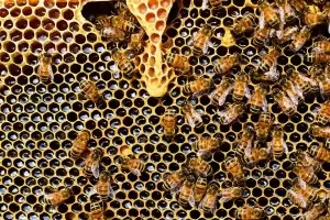 Пчелари излизат на протест пред парламента