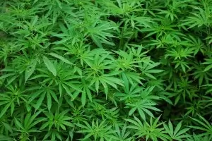 Илинойс легализира марихуаната от 1 януари