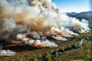 Близо 3 милиарда животни са пострадали от австралийските пожари