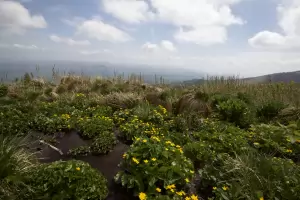 От днес Витоша е отворена за разходки