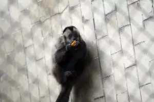 Скандална фирма ще ремонтира софийския Зоопарк