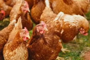 БАБХ реши да унищожи втората по големина птицеферма у нас