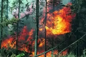 Пожарът на борова гора над Карлово се разраства
