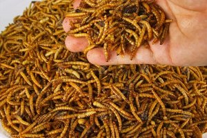 Брашнените червеи станаха първите насекоми които бяха одобрени за човешка