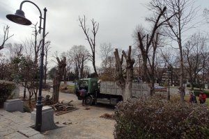 Резитба на клони и дървета в Морската градина на Бургас