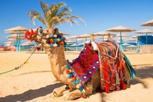 Министърът на здравеопазването премахна задължителната карантина пътуващи до Египет Тунис  Мароко българи За