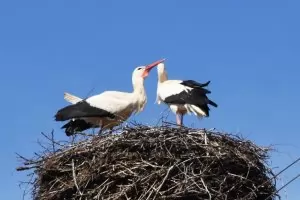 На гости на Драго и Драга в Драгушиново