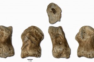 Украсено с резба еленово копито на възраст повече от 51 000 години са