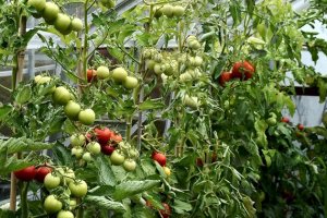 Пазарът ще остане без български оранжерийни зеленчуци през зимата и българите