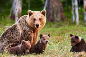 Кафявите мечки се оказаха виновни за особен вид бюджетни разходи  за обезщетяване