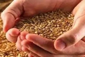 Държавата спешно смени фирмата за изкупуването на зърното