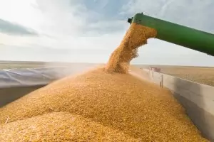 Държавата ще изкупи по-малко количество зърно от предвиденото