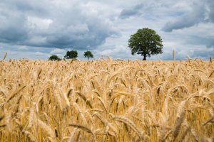 Всички световни запаси на пшеница ще стигнат за 10 седмици
