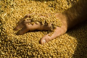 Понастоящем около 4 5 милиона тона зърно са блокирани в украински