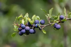 Как да се насладим на летните джанки