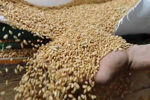 Съпротивата на България срещу украинското зърно става неубедителна