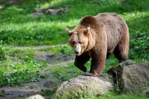 Габровската мечка бе изведена в Балкана