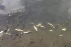 Отново откриха мъртва риба в река Черна в Смолян