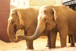 Два нови слона пристигнаха в Софийския зоопарк