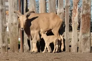 Африкански козирог се роди в бургаския зоопарк