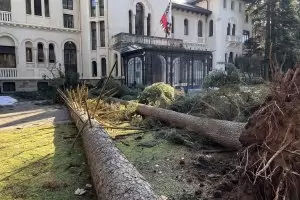 Вятърът събори два огромни бора до двореца "Врана"