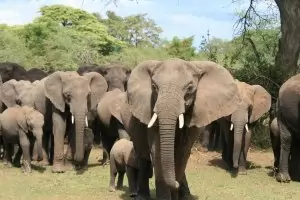 Ботсвана се закани да прати 20 000 слона в Германия