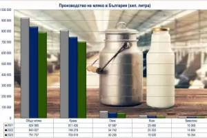 Над 6000 тона сирене менте са произведени тази година у нас