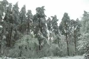 МВР отрече да е бездействало за бедстващите в Странджа мигранти