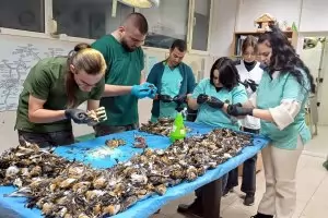 Кметът на Копривщица отрича птиците да са загинали от зарята