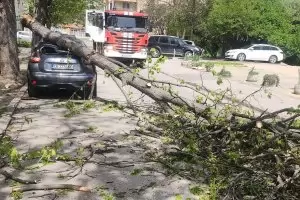 Дърво смаза автомобил в София