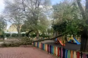 Огромно дърво се стовари върху детска площадка във Варна