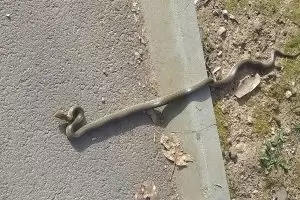 АПИ ще прави проходи за костенурки и змии за 1,5 млн. лв.