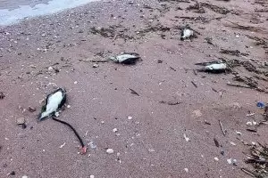 Морът на буревестници и делфини до Шабла най-вероятно е от мрежи