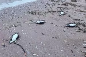 300 мъртви буревестника и 9 делфина изхвърли морето до Шабла